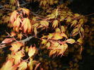 Acer palmatum Katsura (2016, April 02)