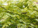 acer palm. Orange Dream