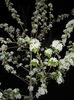 Pear Tree Blossom (2016, April 07)