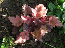 13.04.2016 Heuchera Paprika