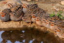 Jungle BUSH quail-----perdicula asiatica