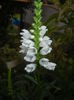 Physostegia virginiana Alba ('15,Jul.01)