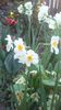 narcise cu flori duble Geranium aprilie 2016
