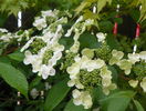 viburnum plicatum Lanarth