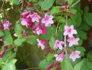 weigela Pink Princess