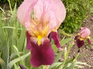 Iris Indian Chief