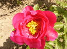 Paeonia Paula Fay