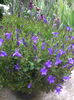 Campanula