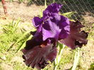 Iris Wild Winngs