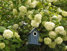 viburnum opulus roseum