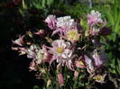 caldarusa dubla rose-white