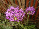 Allium Purple Sensation (2016, April 29)