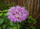 Allium Purple Sensation (2016, April 29)