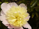 Paeonia Primavera