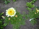 argyranthemum