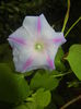 Morning Glory_Ipomoea (2015, Aug.17)