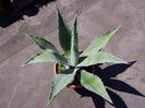 Agave Colorata blue