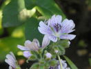 geranium renardii