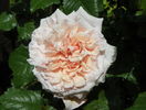 Rose de Tolbiac