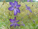 clematis Venosa Violacea