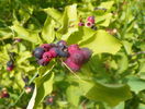 amelanchier lam. Obelisk