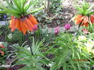 Fritillaria imperialis (4)