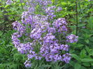 Hesperis matronalis (7)