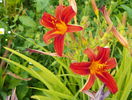 hemerocallis Crimson Pirate