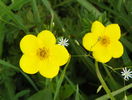 potentilla Goldfinger