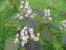 catalpa purpurea