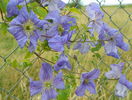 clematis Prince Charles