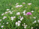 spiraea Genpei