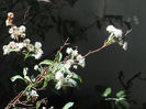 8 mai 2016 Spirea cantoniensis lanceata1