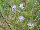 clematis Alba Luxurians