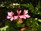 Pink Stellar Geranium (2016, July 06)