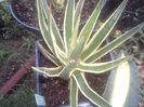 agave filifera marginata