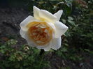 Crocus Rose