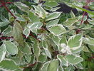 cornus sericea variegata