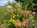 hydrangea Early Sensation