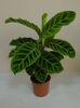 Calathea - 25 lei - vandut