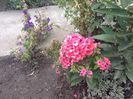 Phlox Orange perfection