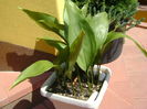 Aspidistra elatior