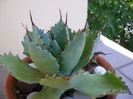 Agave seemanniana