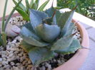 Agave guadalarajana minor