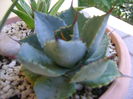 Agave guadalarajana minor