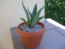 Agave desmettiana