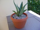 Agave desmettiana