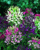 Cleome Colour Fountain 