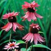 Echinacea Double Decker