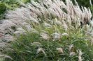 miscanthus Silver Grass